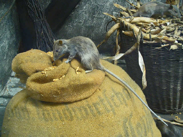 Ποντίκι Rattus rattus